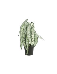 Caladium σε κασπώ 35εκ.