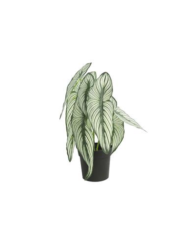 Caladium σε κασπώ 35εκ.