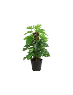 Μονστέρα σε κασπώ 35εκ.