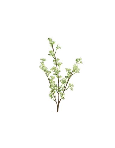 Prunus κλαδί λευκό