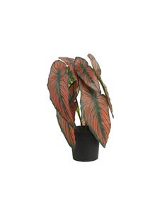 Caladium σε κασπώ 35εκ.