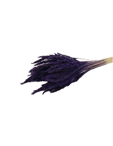 Pinion Grass PURPLE