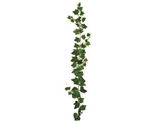 ΓIPΛANTA KIΣΣOΣ H 180cm