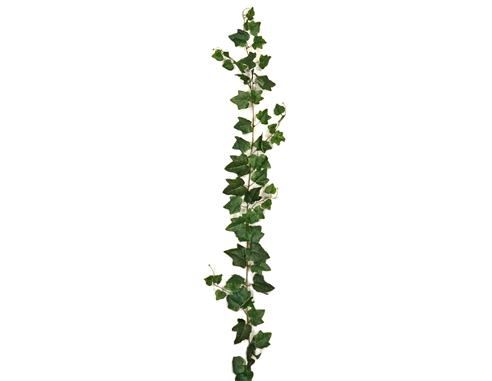 ΓIPΛANTA KIΣΣOΣ H 180cm