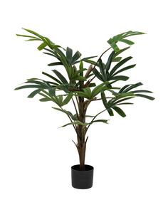 Bamboo πρασινάδα σε κασπώ...
