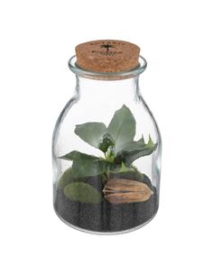 Βάζο terrarium με φυτό 12Χ19,5