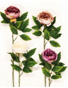 KΛAΔI ΠEONIA