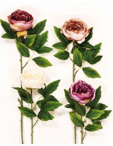 KΛAΔI ΠEONIA