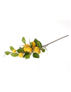 Κλαδί λεμονιάς Η 90cm