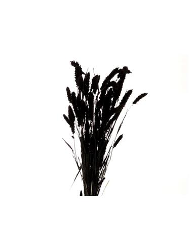 Setaria μαύρο Η70cm