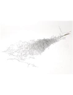 Asparagus  ασημί Η90cm