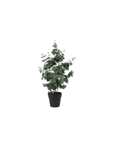 Ευκάλυπτος σε κασπώ Φ35 Η65cm