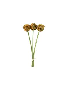 Allium πορτοκαλί  Χ3 55εκ.