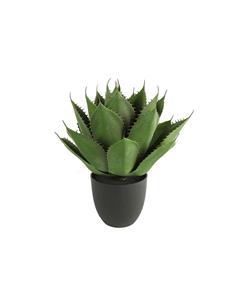 Αλόη σε κασπώ Φ45Η57cm