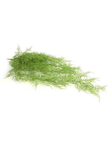 Monilophyta πράσινο Η105cm