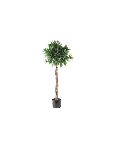 Δάφνη σε κασπώ Φ80Η120cm
