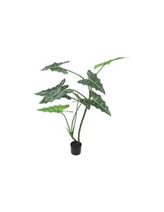 Alocasia σε κασπώ Φ120Η 170cm