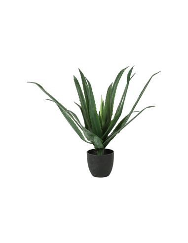 Αλόη σε κασπώ Φ33Η63cm