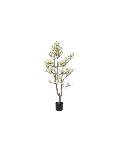 Μανώλια λευκή σε κασπώ 80xΗ150cm