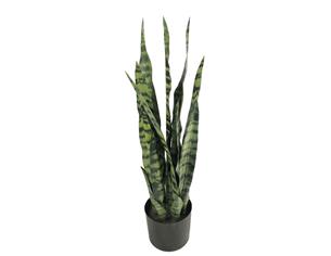 Sanseveria σε κασπώ Φ16Η68cm