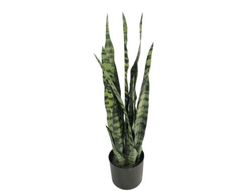 Sanseveria σε κασπώ Φ16Η68cm