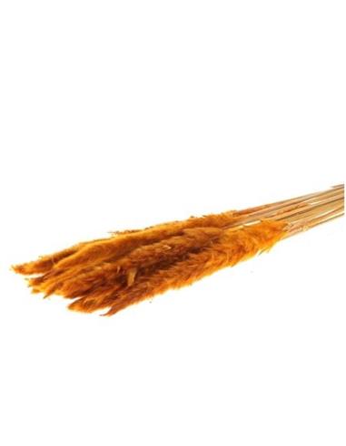 Κλαδιά Pampas 70gr πορτοκαλί
