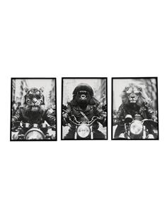 Κάδρο "ANIMAL BIKE"...