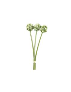 Allium κρεμ  Χ3 55εκ.