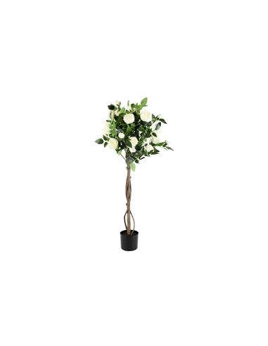 Δέντρο Τριανταφυλλιά λευκή σε κασπώ...