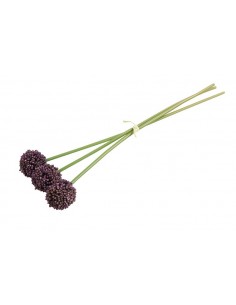 Allium μωβ  Χ3 55εκ. 2