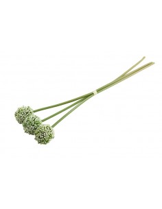 Allium κρεμ  Χ3 55εκ. 2