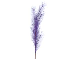 Κλαδί Pampas μωβ 100cm
