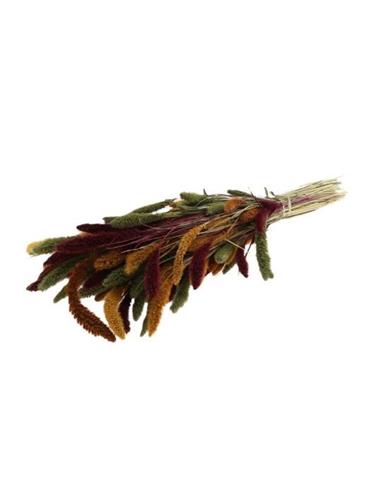 Setaria φθινοπωρινά χρ. H63cm