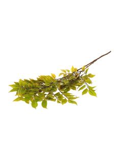 Sambucus κλαδι πράσινο 110εκ.