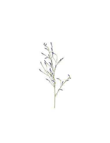 Melilotus κλαδί μωβ 115εκ.