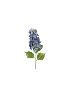 Ορτανσία Paniculata κλαδί...