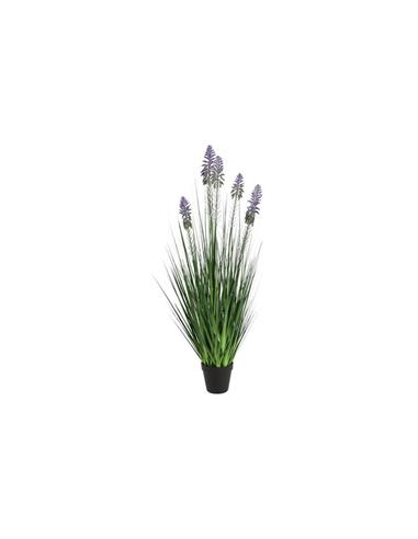 Neobartsia λιλά σε κασπώ 90εκ.