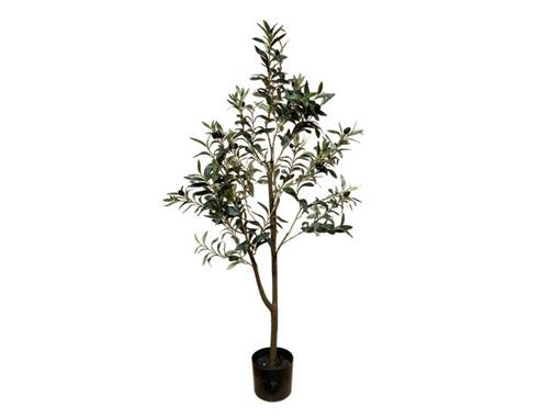 Ελιά δέντρο Η120cm