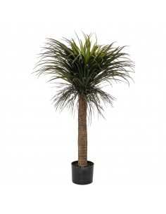 Τροπικό Yucca σε κασπώ Η150cm