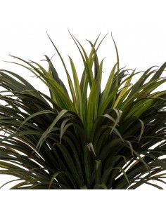 Τροπικό Yucca σε κασπώ Η150cm 2